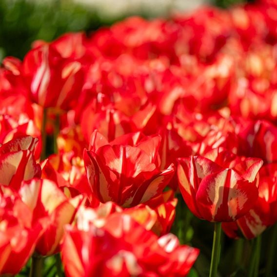 Tulip 'Spryng Break'