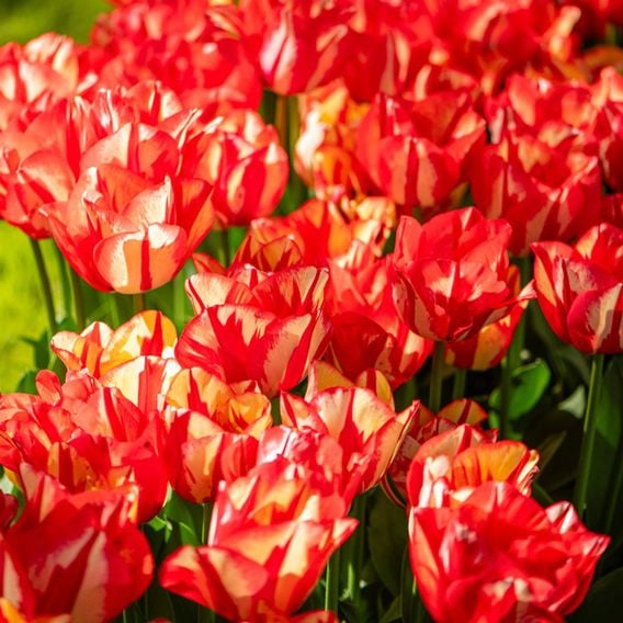 Tulip 'Spryng Break'