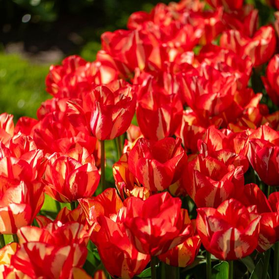 Tulip 'Spryng Break'