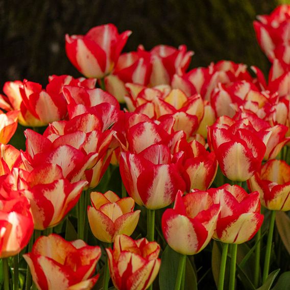 Tulip 'Spryng Break'