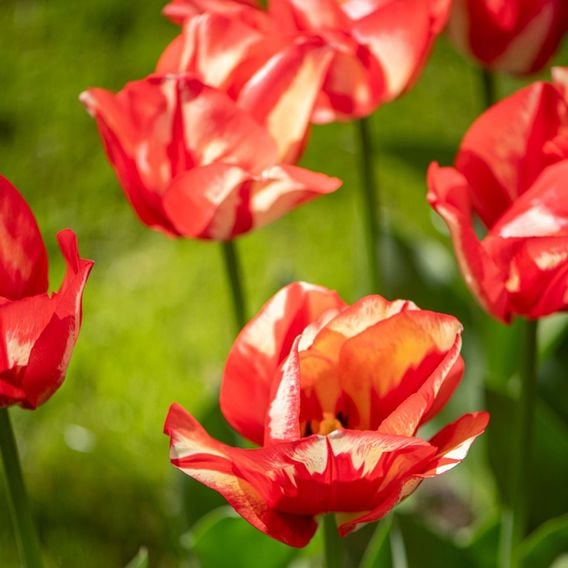 Tulip 'Spryng Break'