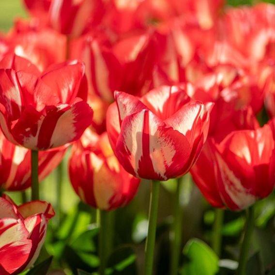 Tulip 'Spryng Break'