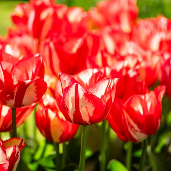 Tulip 'Spryng Break'