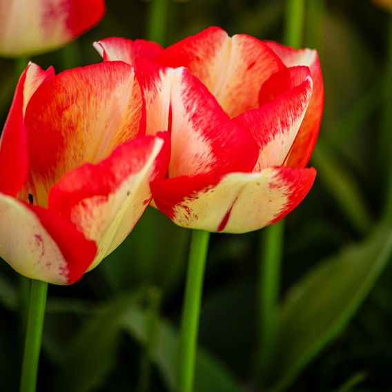 Tulip 'Spryng Break'