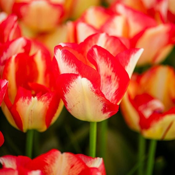 Tulip 'Spryng Break'