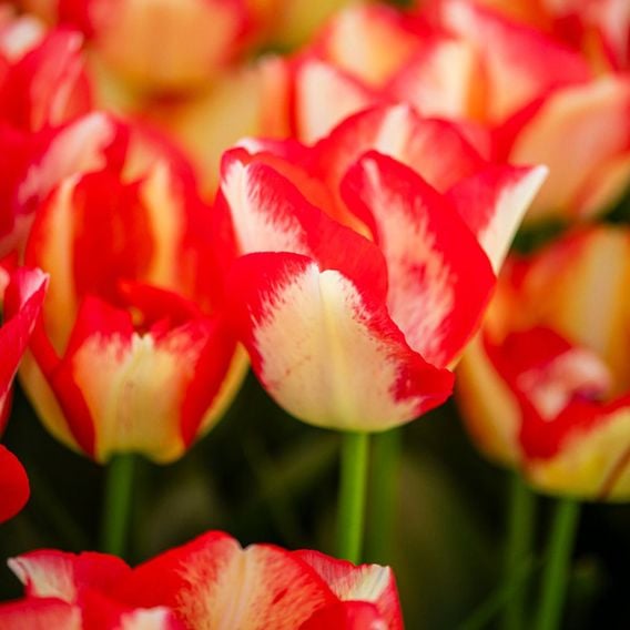 Tulip 'Spryng Break'