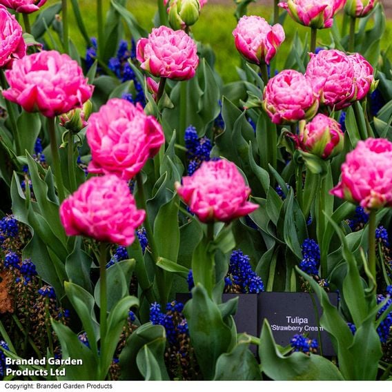 Tulip 'Strawberry Cream'