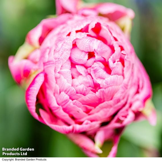 Tulip 'Strawberry Cream'