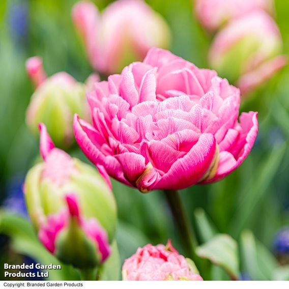 Tulip 'Strawberry Cream'