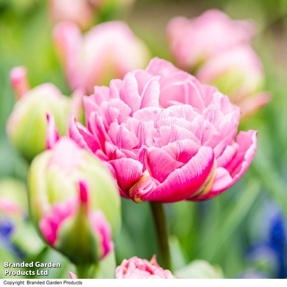 Tulip 'Strawberry Cream'
