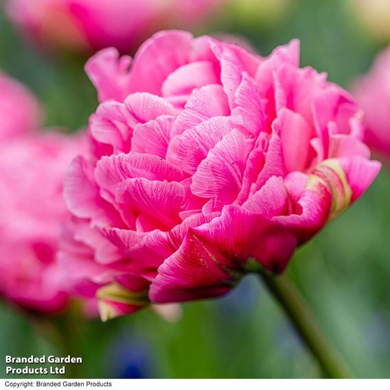 Tulip 'Strawberry Cream'