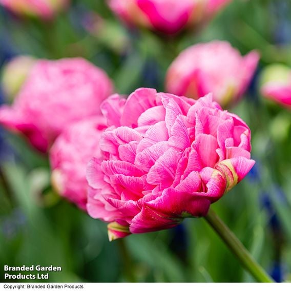 Tulip 'Strawberry Cream'