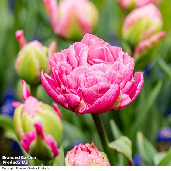 Tulip 'Strawberry Cream'
