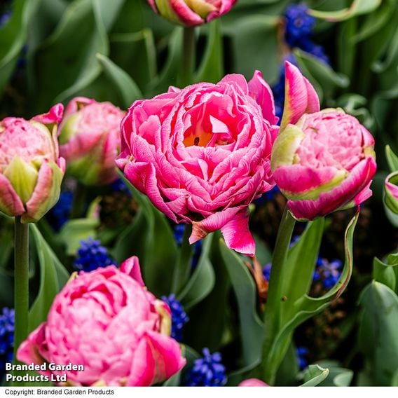 Tulip 'Strawberry Cream'