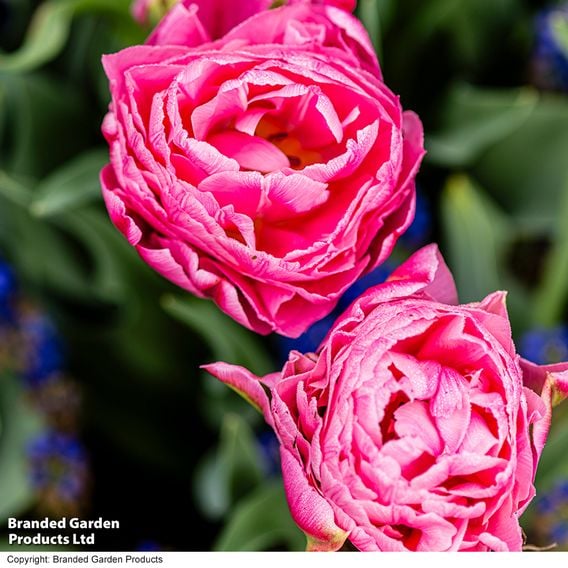 Tulip 'Strawberry Cream'