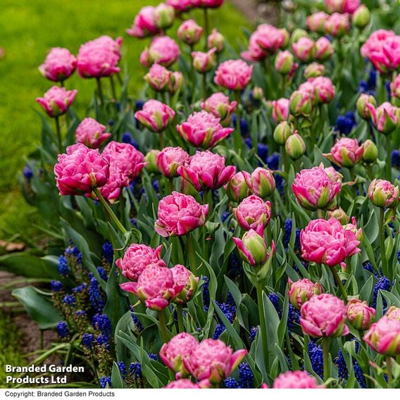 Tulip 'Strawberry Cream'