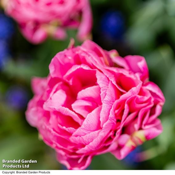 Tulip 'Strawberry Cream'