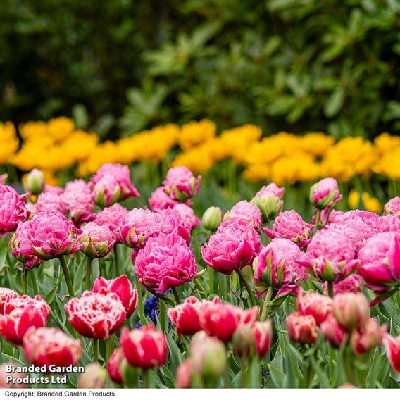 Tulip 'Strawberry Cream'