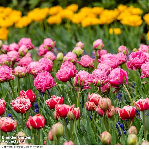 Tulip 'Strawberry Cream'