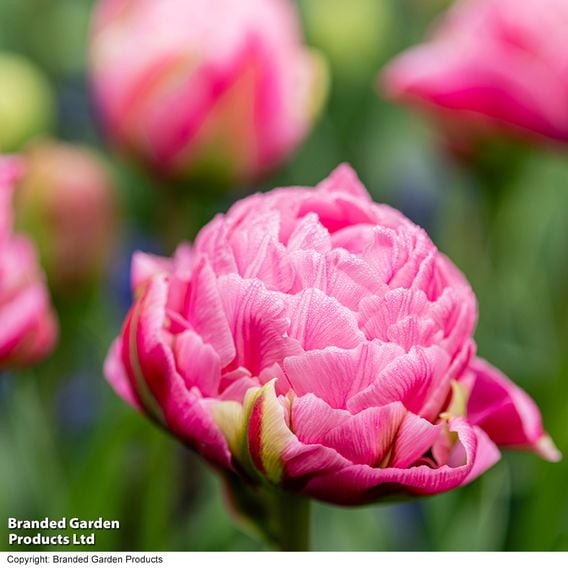 Tulip 'Strawberry Cream'
