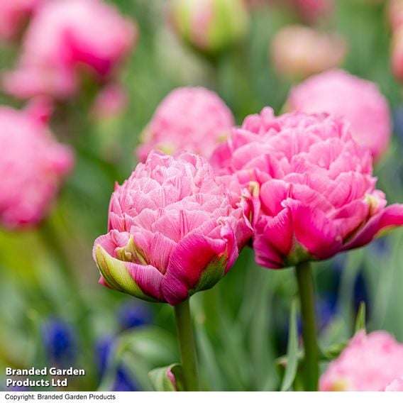 Tulip 'Strawberry Cream'