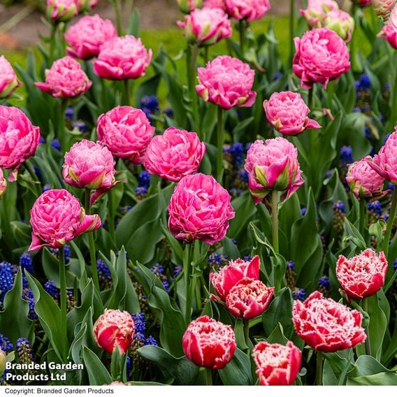 Tulip 'Strawberry Cream'