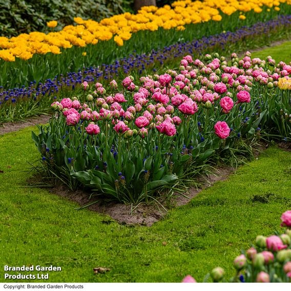 Tulip 'Strawberry Cream'