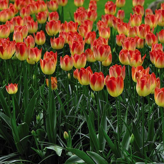 Tulip 'Suncatcher'