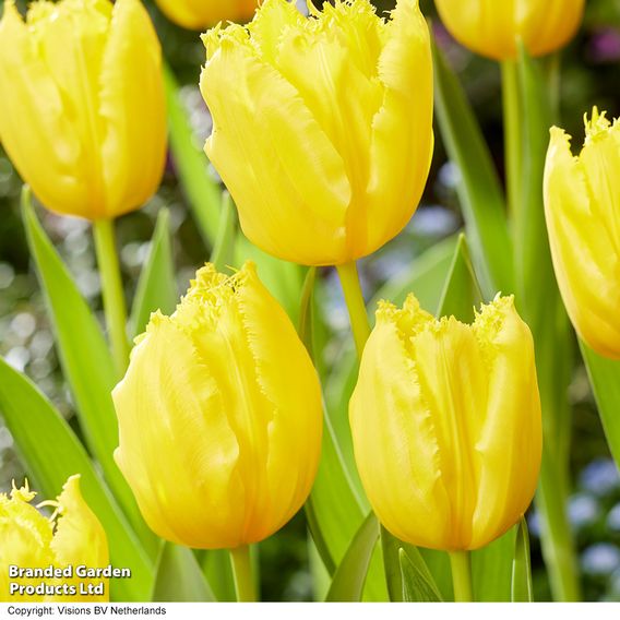 Tulip 'Sunny Time'