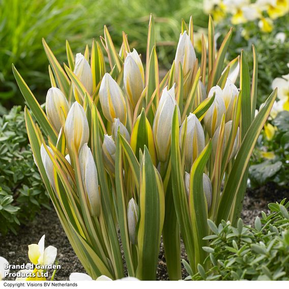 Tulip tarda 'Interaction'