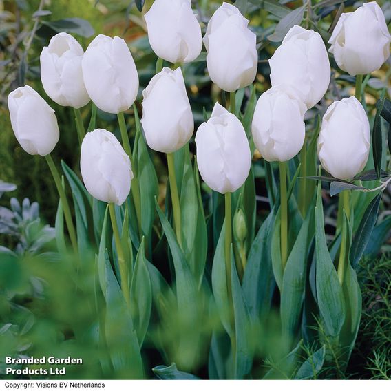 Tulip 'Snowstar'