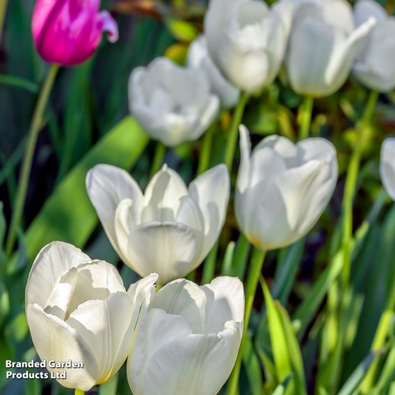 Tulip 'Snowstar'
