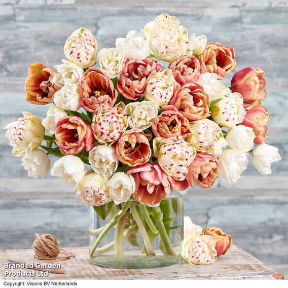 Tulip 'Vintage Double Mix'