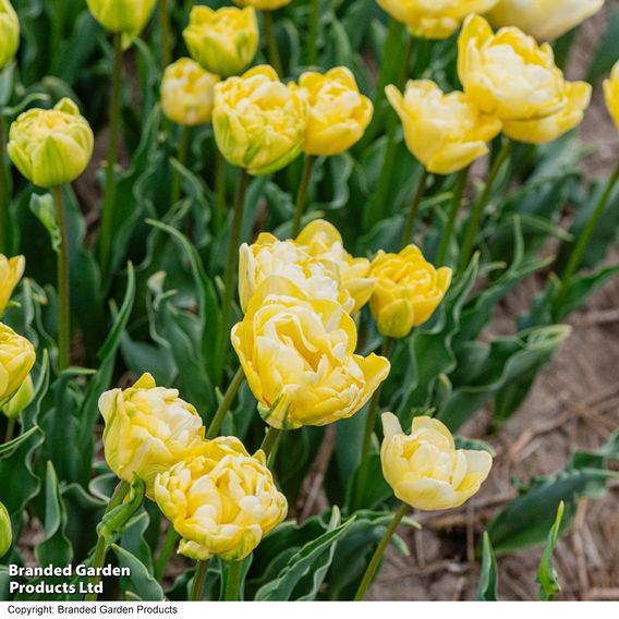 Tulip 'Wedding Dream'