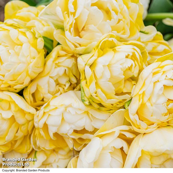 Tulip 'Wedding Dream'