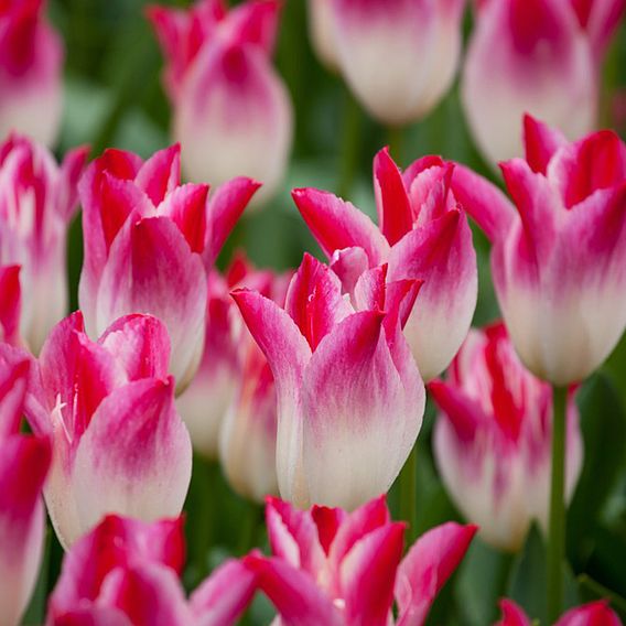 Tulip 'Whispering Dream'