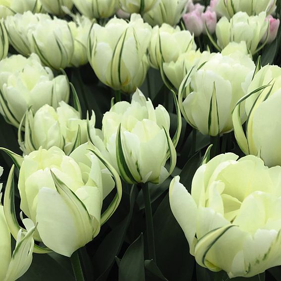 Tulip 'White Valley'