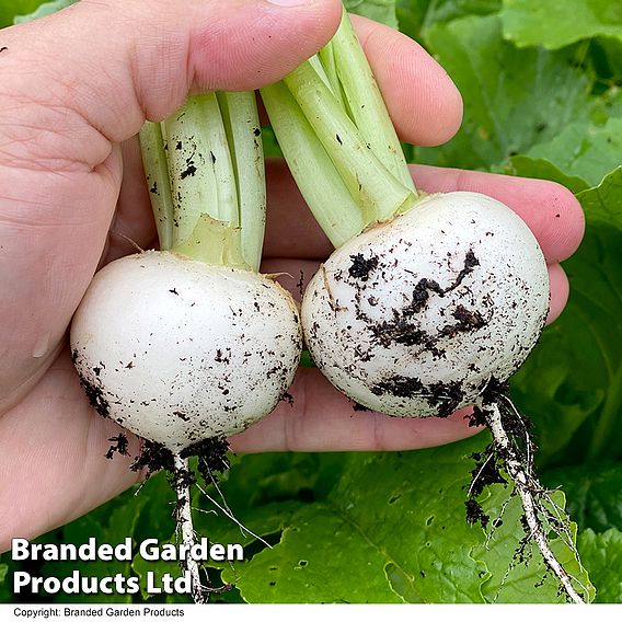 Turnip 'Silky Sweet' F1 - Seeds
