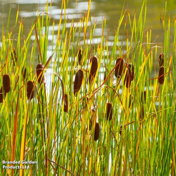 Typha laxmannii (Marginal Aquatic)