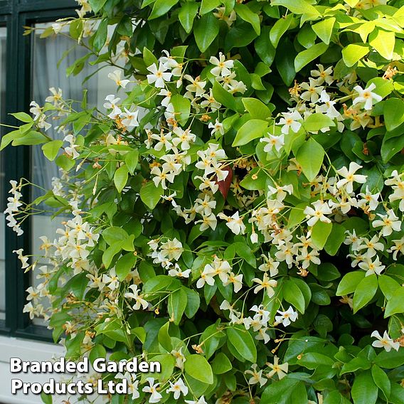 Trachelospermum Jasminoides