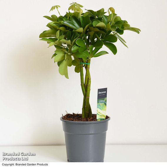 Umbrella Plant with Braided Stem