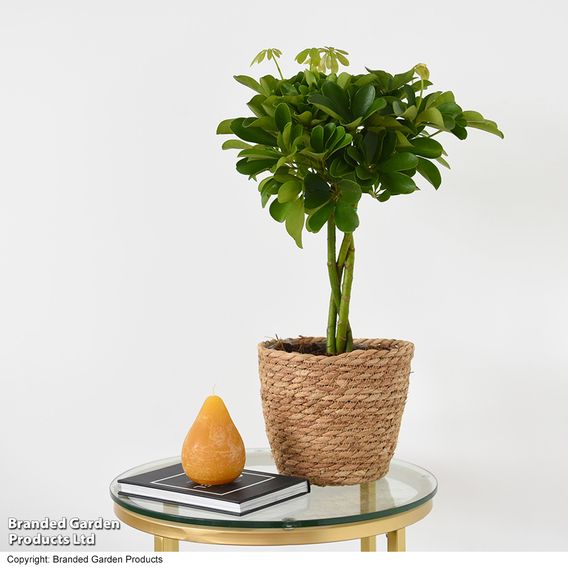 Umbrella Plant with Braided Stem