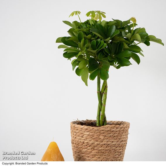 Umbrella Plant with Braided Stem