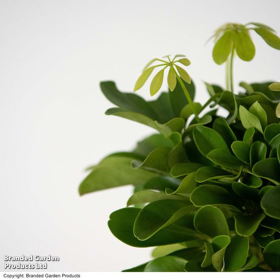 Umbrella Plant with Braided Stem