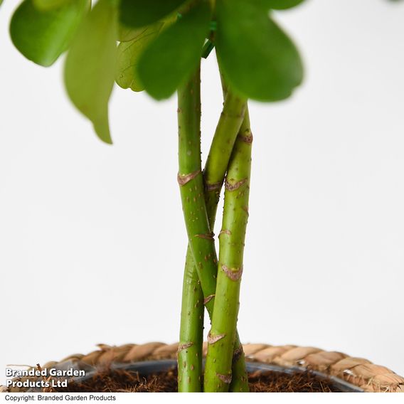 Umbrella Plant with Braided Stem