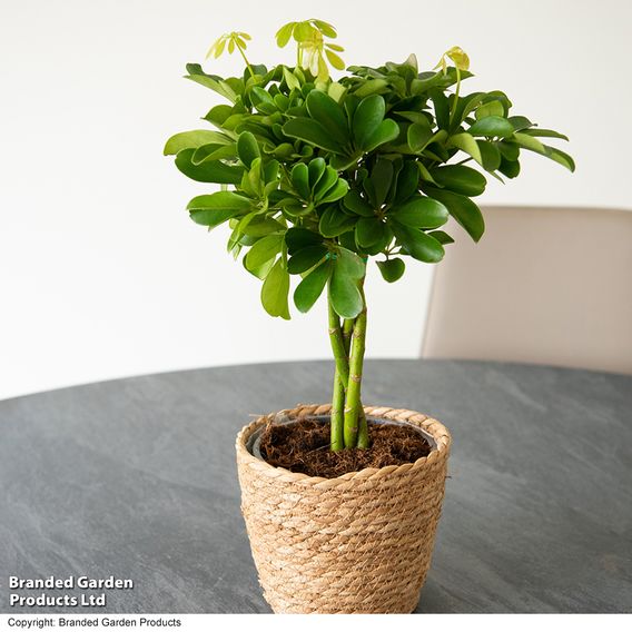 Umbrella Plant with Braided Stem