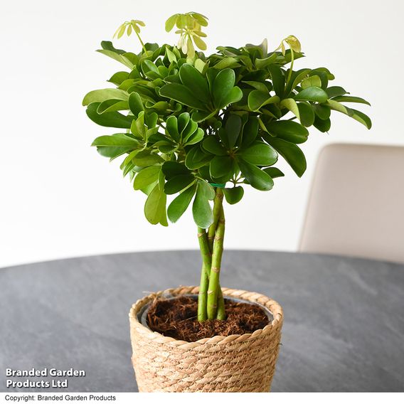 Umbrella Plant with Braided Stem