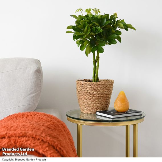 Umbrella Plant with Braided Stem