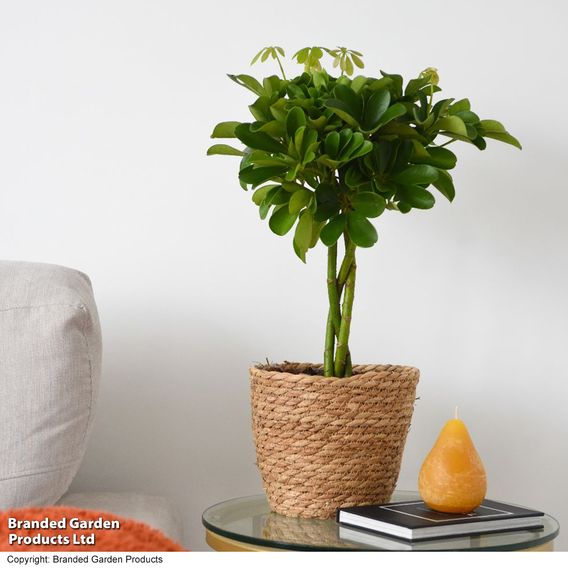 Umbrella Plant with Braided Stem