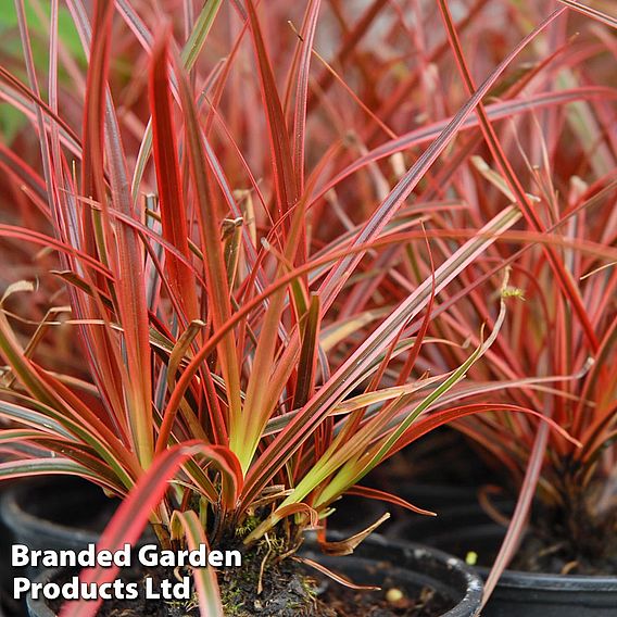 Uncinia rubra ‘Everflame’